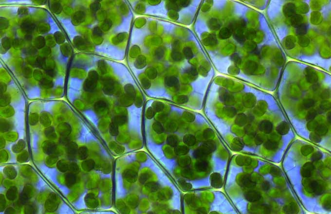 Cellule vegetali al cui interno sono visibili i cloroplasti